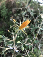 Mentzelia oligosperma