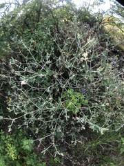 Mentzelia oligosperma