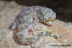 Stenodactylus sthenodactylus