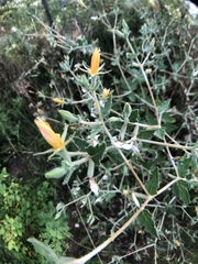 Mentzelia oligosperma