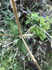 Mentzelia oligosperma