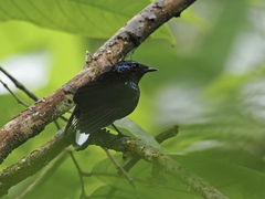 Natewa Silktail photo 1