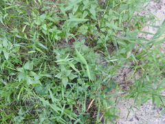 Conoclinium coelestinum