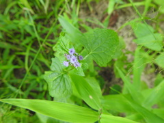 Conoclinium coelestinum