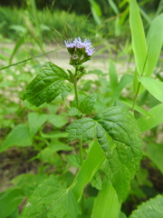 Conoclinium coelestinum