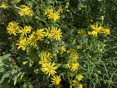 Jacobaea vulgaris