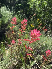 Castilleja linariifolia