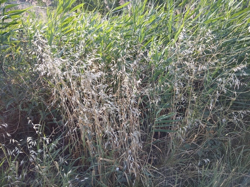 Avena sterilis ssp. ludoviciana