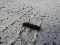 Pyrrharctia isabella