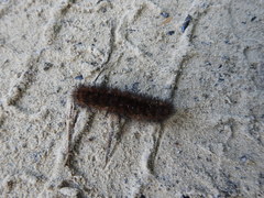 Pyrrharctia isabella