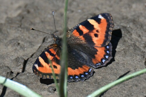 Ladakh Tortoiseshell