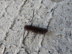 Pyrrharctia isabella