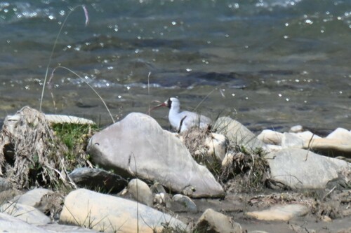 Ibisbill
