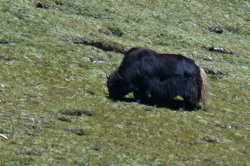 Domestic Yak