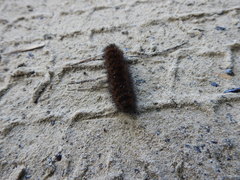 Pyrrharctia isabella