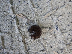 Pyrrharctia isabella