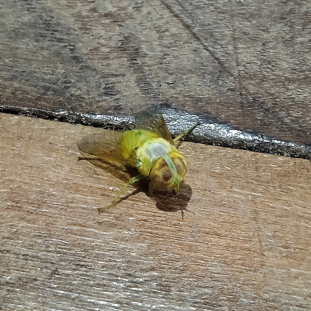 Chlorotabanus inanis