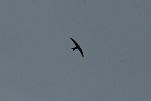 Salim Ali's Swift