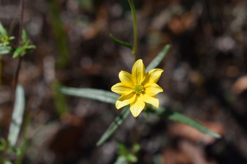 Image of Helianthus porteri by (c) Kristály Cravens-Liszak, some rights reserved (CC BY)
