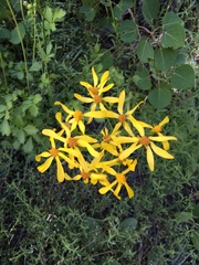 Senecio triangularis