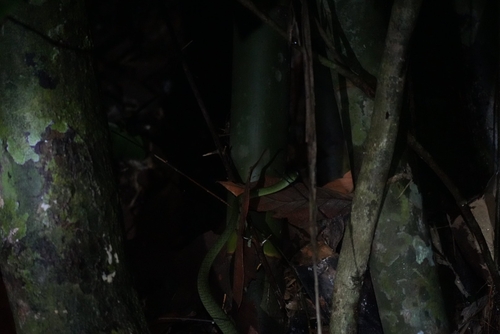 Green Cat Snake