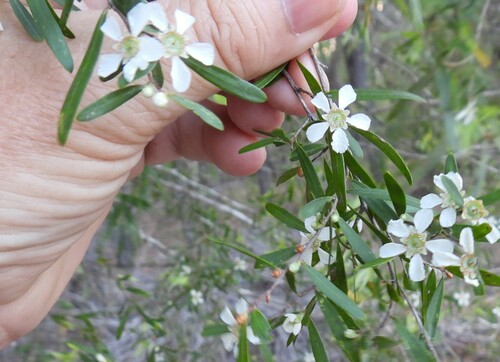 Leptospermum neglectum, 2024-10-07