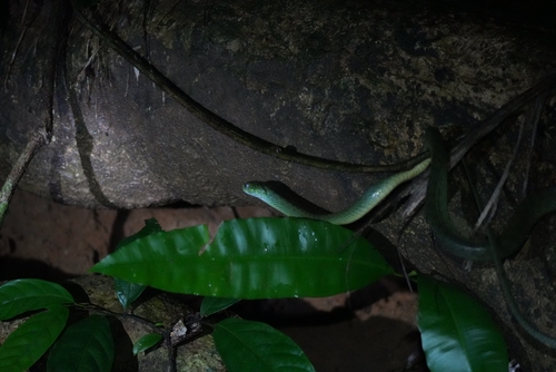 Green Cat Snake