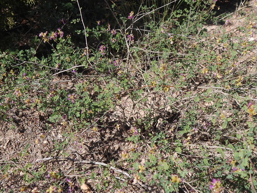Image of Dalea frutescens by (c) Sam Kieschnick, some rights reserved (CC BY)