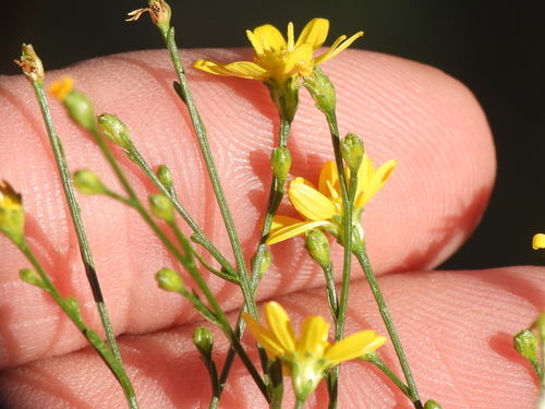 Image of Gutierrezia texana by (c) Sam Kieschnick, some rights reserved (CC BY)