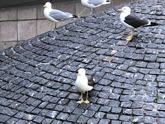 Larus fuscus