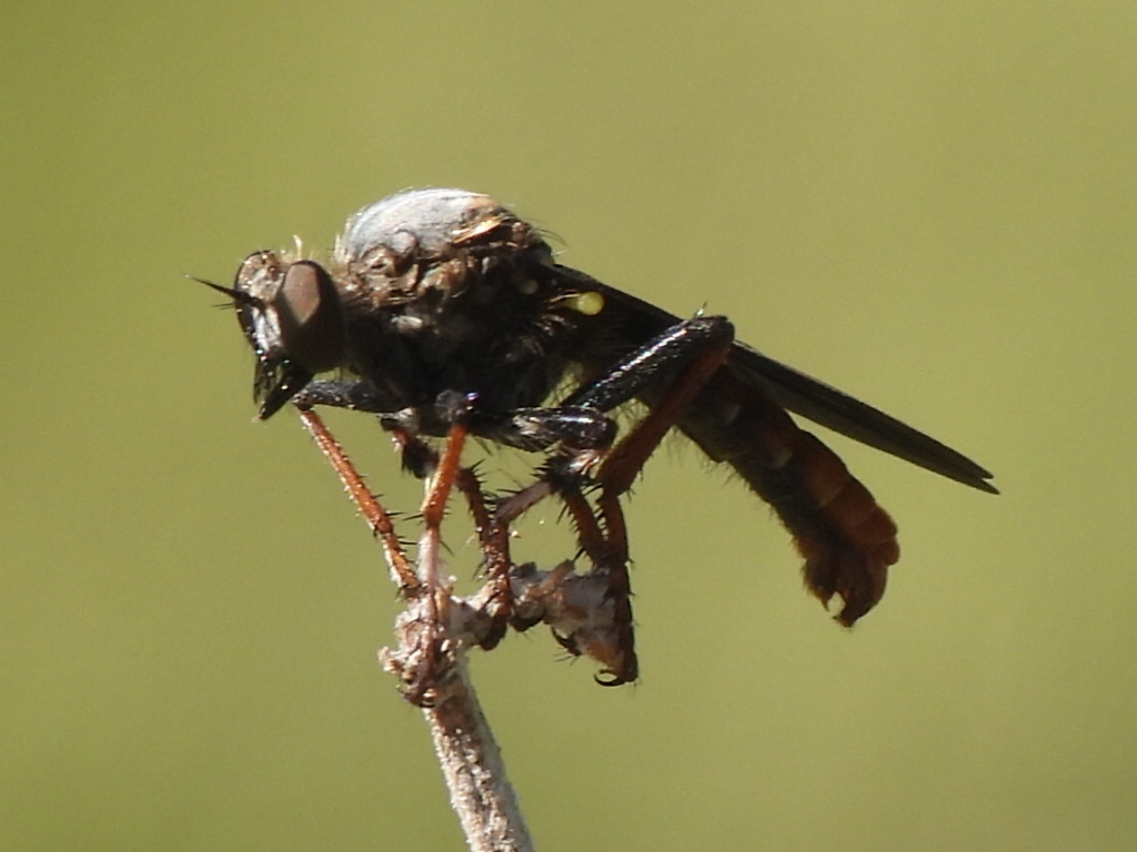 Dark-winged Twigsitter