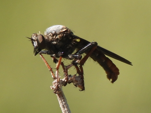 Dark-winged Twigsitter