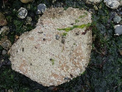 Pagurus hirsutiusculus