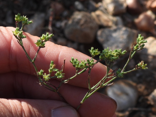 Image of Paronychia jamesii by (c) Sam Kieschnick, some rights reserved (CC BY)