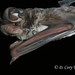 Midas Free-tailed Bat - Photo (c) Dawn, some rights reserved (CC BY-NC), uploaded by Dawn