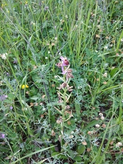 Ophrys oestrifera