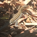 Belding’s Orange-throated Whiptail - Photo (c) Stevie Kennedy-Gold, some rights reserved (CC BY-NC), uploaded by Stevie Kennedy-Gold