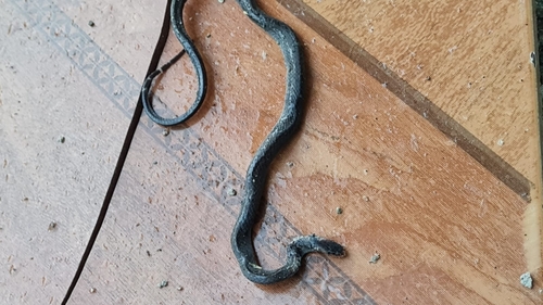 Jamaican Black Groundsnake