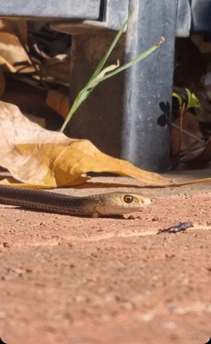 Eastern Brown Snake sighting