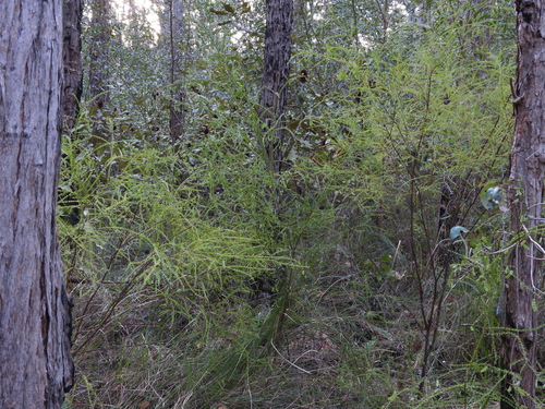 Image of Acacia hubbardiana by (c) Mark Clarke, some rights reserved (CC BY)