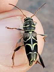 Neoclytus scutellaris