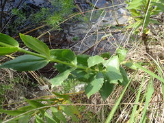 Physostegia correllii