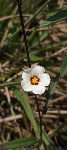 Flaxleaf Fanpetals