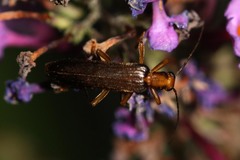 Nacerdes carniolica