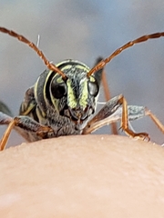 Neoclytus scutellaris
