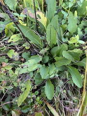 Rudbeckia heliopsidis, photograph (c) harrier, some rights reserved (CC BY)