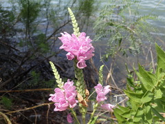 Physostegia correllii