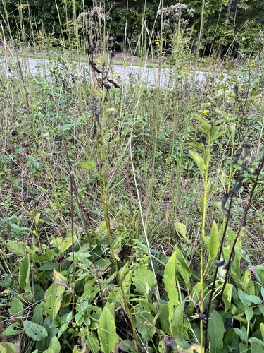 Rudbeckia heliopsidis, photograph 2