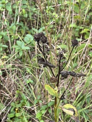 Rudbeckia heliopsidis