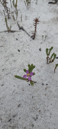 Marcetia ericoides